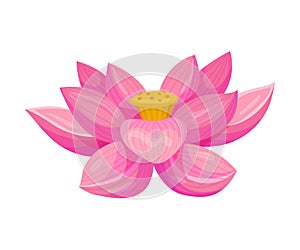 Lotus Flower with Large Showy Petals Isolated on White Background Vector Illustration
