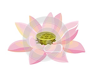 Lotus Flower with Large Showy Petals Isolated on White Background Vector Illustration