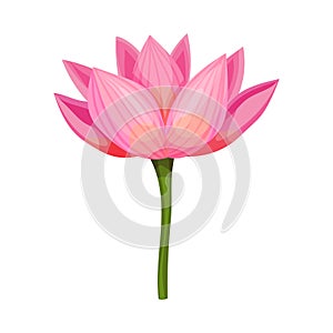 Lotus Flower with Large Showy Petals Isolated on White Background Vector Illustration