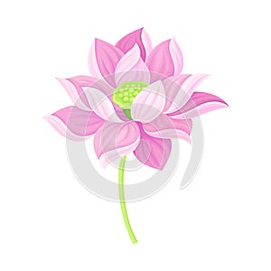 Lotus Flower with Large Showy Petals Isolated on White Background Vector Illustration
