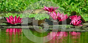 lotus flower is larger than a water lily flower, reaching up to one foot acros Flower photo