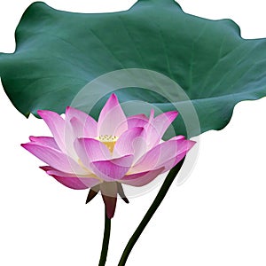 Lotus flower and leaf