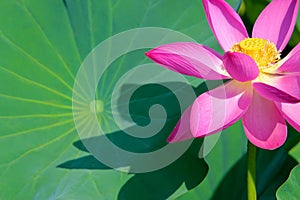 Lotus flower and leaf