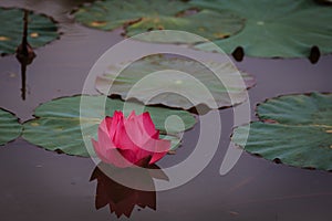 Lotus Flower with Leaf