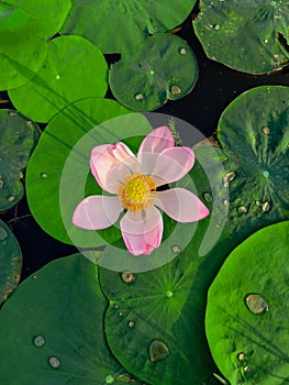 Lotus Flower and Leaf Floating On Water in Summer