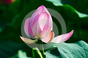 The lotus flower and leaf photo