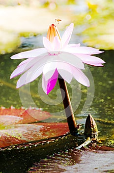 Lotus flower