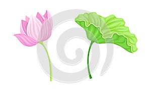 Lotus flower and leaf set. Beautiful plant, symbol of oriental practices, yoga, wellness industry, ayurveda products