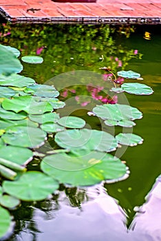 Lotus flower with leafs and purple lotus flower plants,water lily lotus flower blossoms on reflection of water garden.