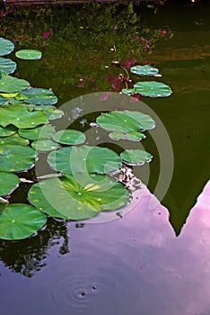 Lotus flower with leafs and purple lotus flower plants,water lily lotus flower blossoms on reflection of water garden.