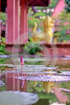 Lotus flower with leafs and purple lotus flower plants,water lily lotus flower blossoms on reflection of water garden.