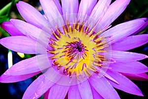 lotus flower and leaves