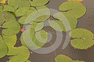 Lotus flower leaves in lilypad pond