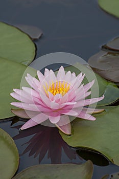 Lotus flower light pink