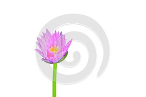 Lotus flower or lilly pink beautiful with clipping path isolated on white background and clipping path