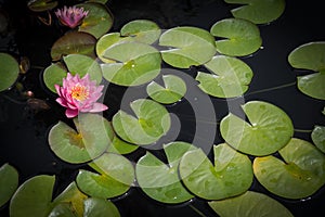 Lotus Flower and Lilypads photo