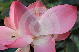 Lotus flower