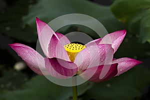 Lotus flower and Lotus flower plants