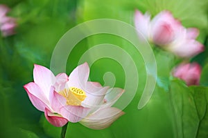 Lotus flower and Lotus flower plants