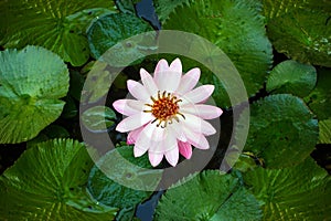 Lotus flower and Lotus flower plants Background patterns.