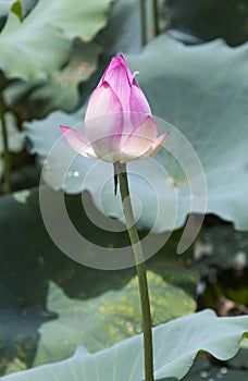 lotus flower and Lotus flower plants