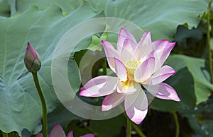 Lotus flower and Lotus flower plants