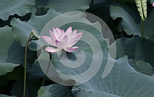 Lotus flower and Lotus flower plants