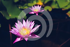 Lotus flower and Lotus flower plants