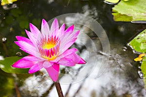 Lotus flower and Lotus flower plants