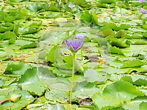 Lotus flower and Lotus flower plants,water lily lotus flower on