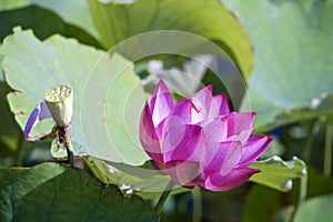 Lotus flower and Lotus flower plants