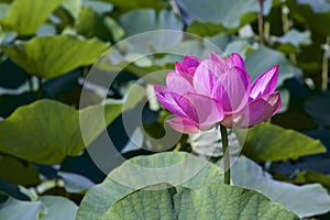 Lotus flower and Lotus flower plants