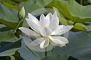 Lotus flower and Lotus flower plants