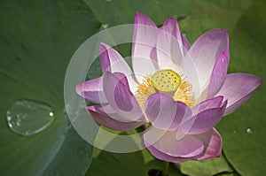 Lotus flower / lotus / nature of the Far East of Russia