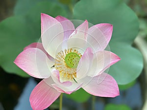 Lotus flower (Lotus or Nelumbo