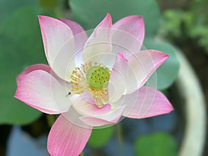 Lotus flower (Lotus or Nelumbo