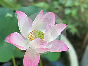 Lotus flower (Lotus or Nelumbo