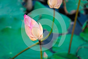 Lotus flower (Lotus or Nelumbo