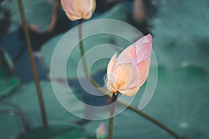 Lotus flower (Lotus or Nelumbo