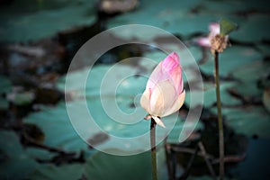 Lotus flower (Lotus or Nelumbo