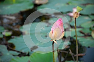 Lotus flower (Lotus or Nelumbo