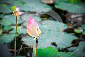 Lotus flower (Lotus or Nelumbo