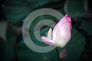 Lotus flower (Lotus or Nelumbo
