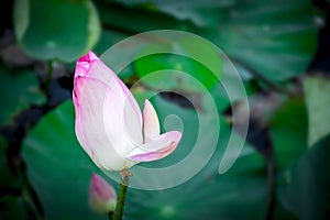 Lotus flower (Lotus or Nelumbo