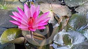 Lotus Flower