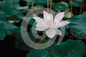 Lotus Flower from Luodong Sports Park, Yilan, Taiwan.