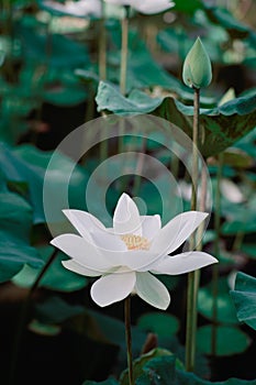 Lotus Flower from Luodong Sports Park, Yilan, Taiwan.