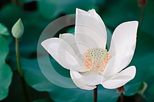 Lotus Flower from Luodong Sports Park, Yilan, Taiwan.