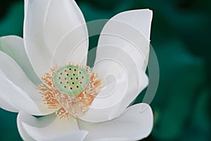 Lotus Flower from Luodong Sports Park, Yilan, Taiwan.