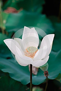 Lotus Flower from Luodong Sports Park, Yilan, Taiwan.